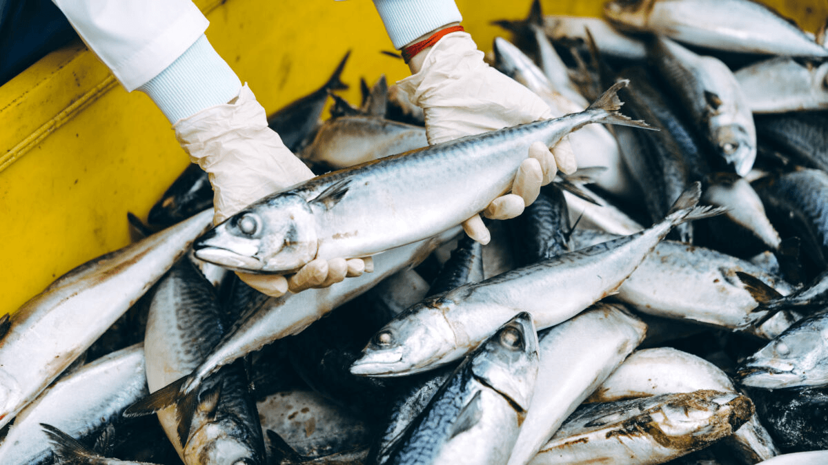 Additional Seafood (By Request) sourced from Various fishing and aquaculture areas across Indonesia, Indonesia